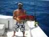 yellowfin grouper jigged